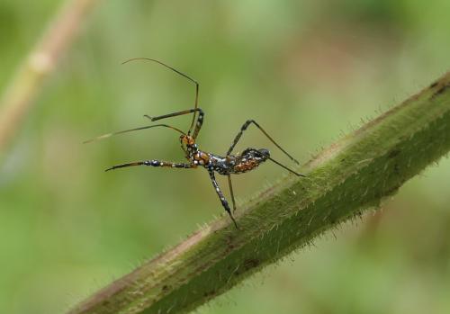Cosmolestes sp.